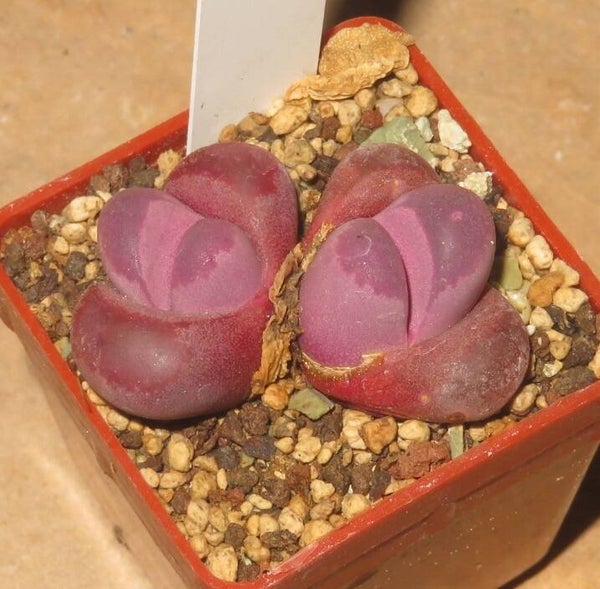 Lithops optica Rubra C081A -Doppelkopf