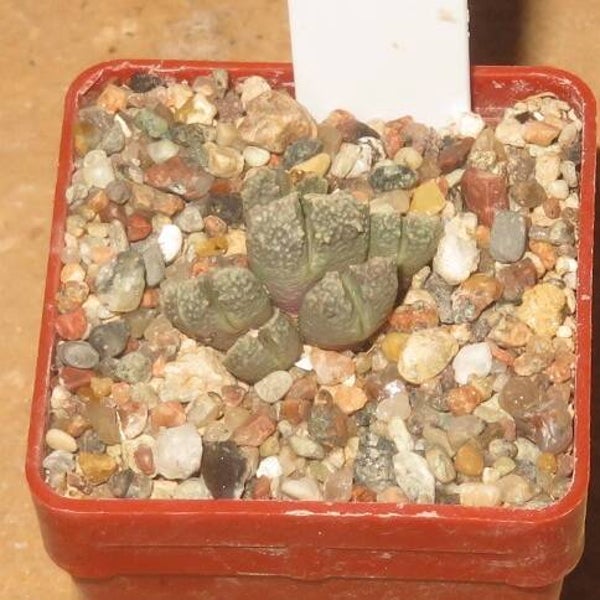 Conophytum khamiebergense