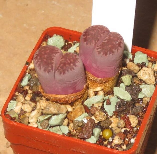 Lithops salicola cv Bacchus - Satos Violet