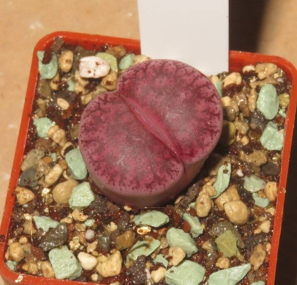 Lithops X Dinteranthus Dinterops cv Boysenberry