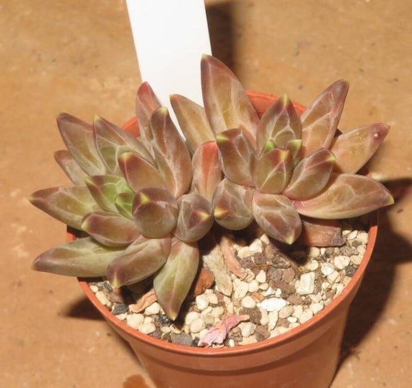 Pachyphytum compactum cv Red Tips