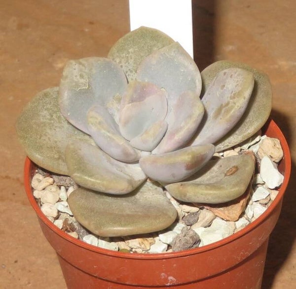Echeveria cv Roma - 2 Blätter / Blattstecklinge