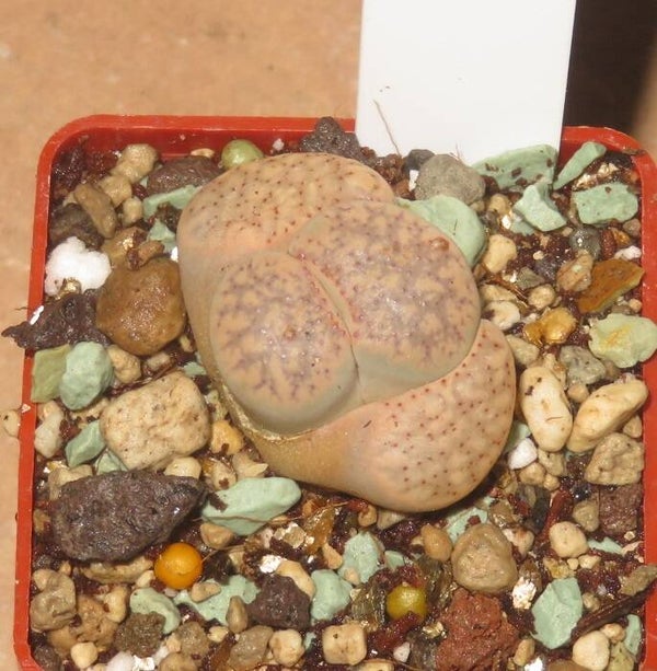 Lithops verruculosa v. glabra C177