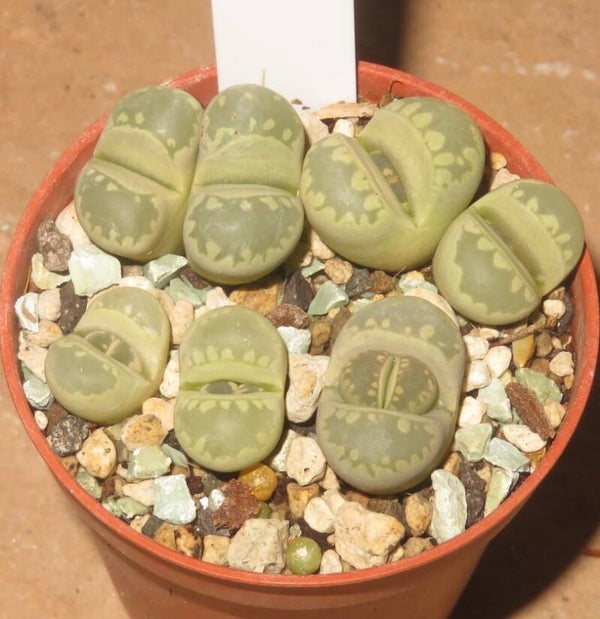 5x Lithops otzeniana