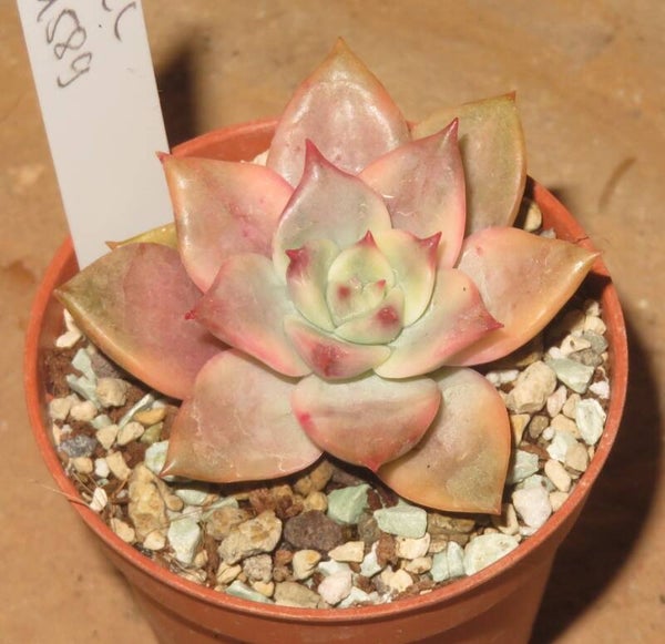 Echeveria cv Chimera variegata