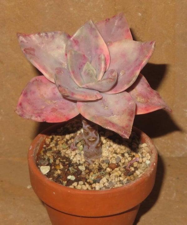 Graptoveria bainesii variegata -  Graptoveria albert baynes variegata