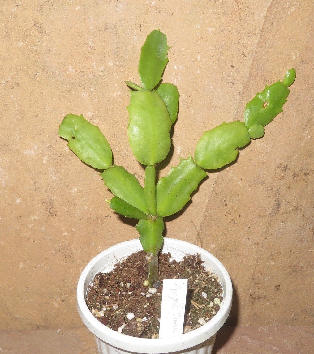 Schlumbergera cv Angel Dance reinweiße Blüte – Weihnachtskaktus Blattkaktus