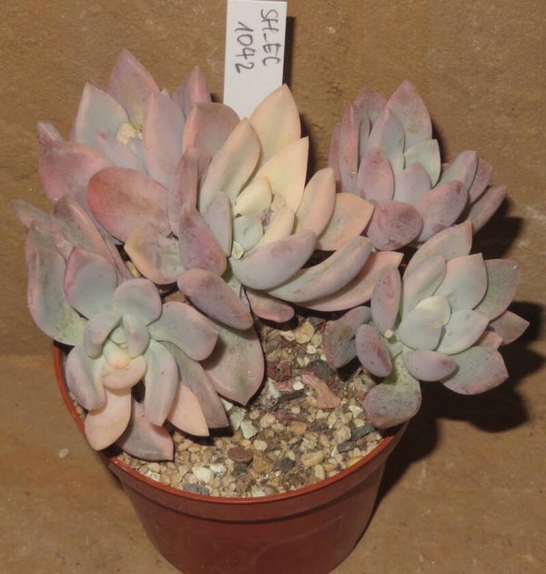 Graptoveria cv Opalina variegata GRUPPE