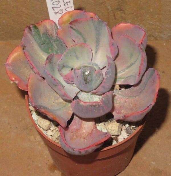 Echeveria cv Beyonce  Rainbow variegata