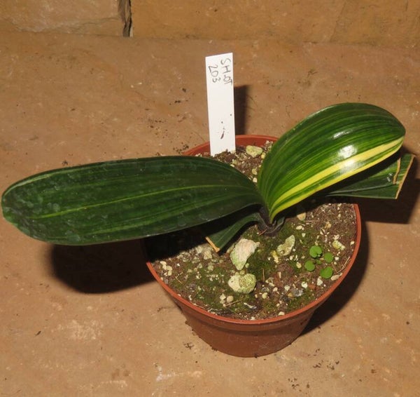 Clivia minata variegata – Klivie