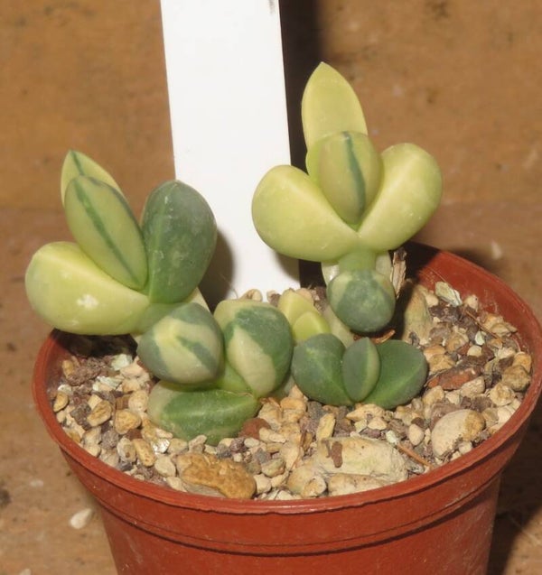 Delosperma lehmannii variegata