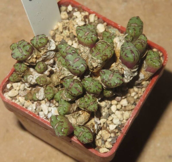 Conophytum obcordellum ssp. rolfii