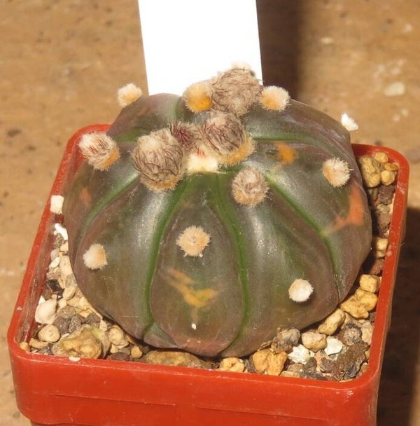Astrophytum asterias cv Chocolate variegata