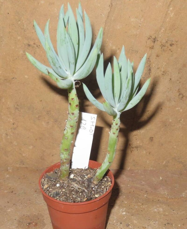 Senecio mandraliscae