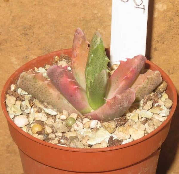 Faucaria tigrina variegata
