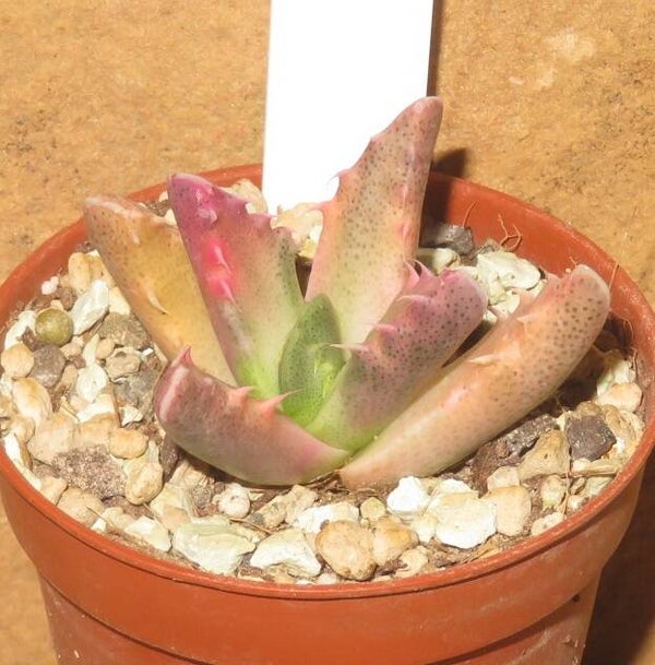 Faucaria tigrina variegata