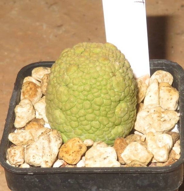 Pseudolithos migiurtinus x dodsoniana