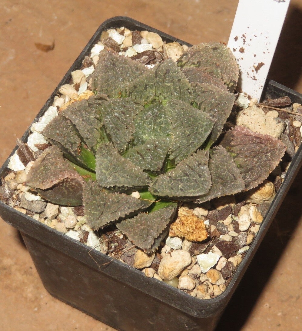 Haworthia cv Yoroi