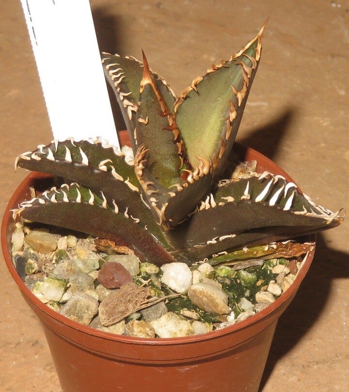 Agave titanota cv Red Catweazle