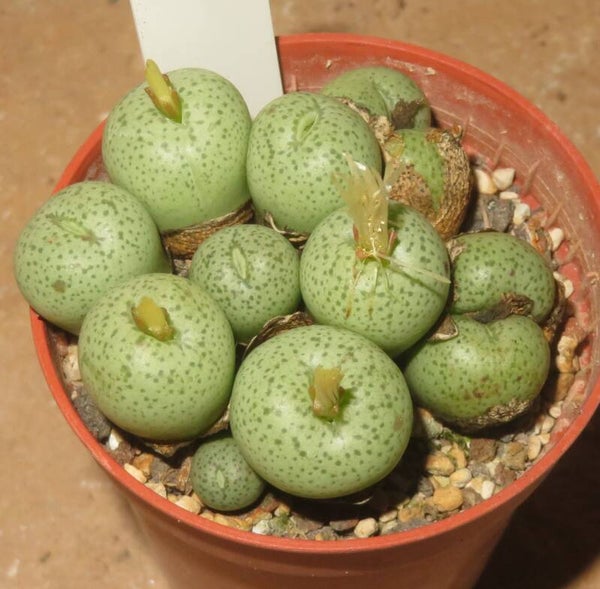 Conophytum truncatum var. subglobosum