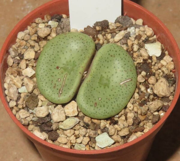 Conophytum crateriforme Vaalhuewel