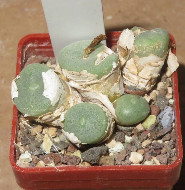 Conophytum bolusiae