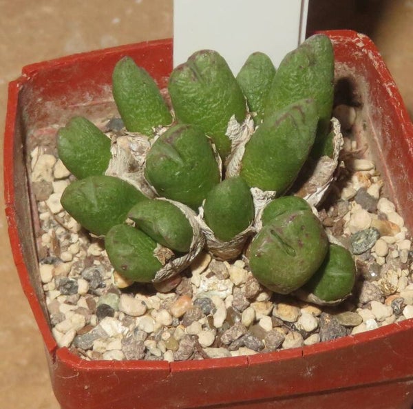 Conophytum loeschianum