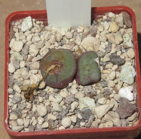 Conophytum cubicum Pavelka - Sämling