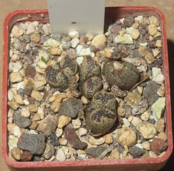Conophytum pellucidum v. terricolor