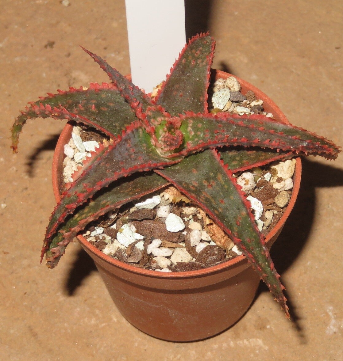 Aloe cv Christmas Carol - Kelly Griffin Hybrid