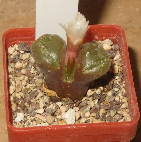Conophytum verrucosum