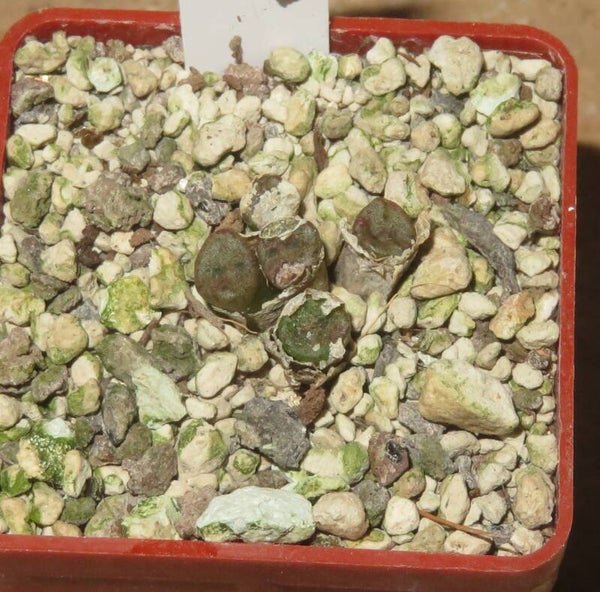 Conophytum irmae B&H 2318