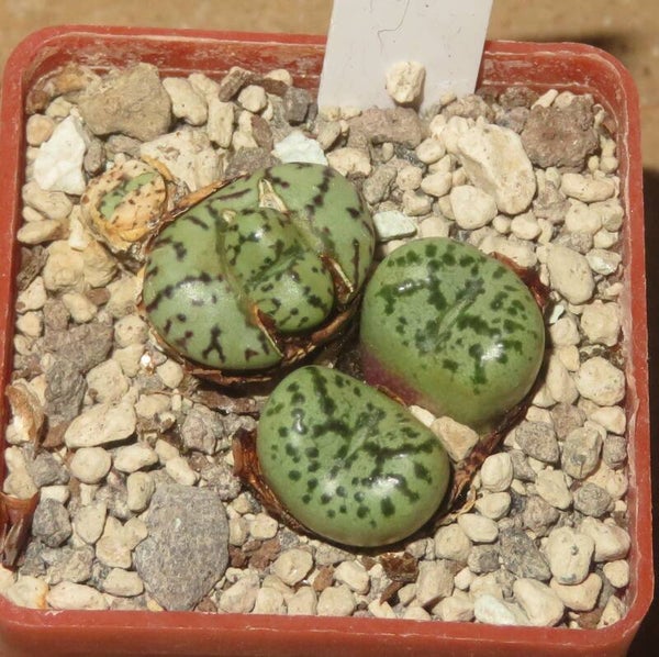 Conophytum obcordellum ursprungianum