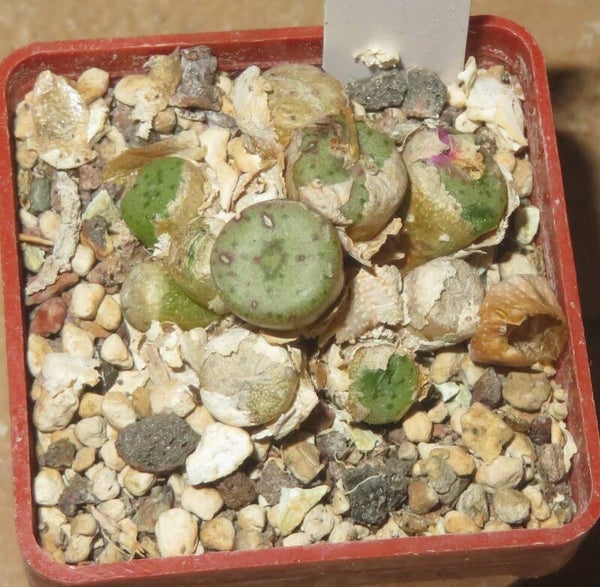 Conophytum obscurum
