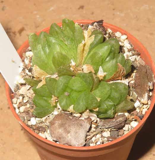 Haworthia transiens