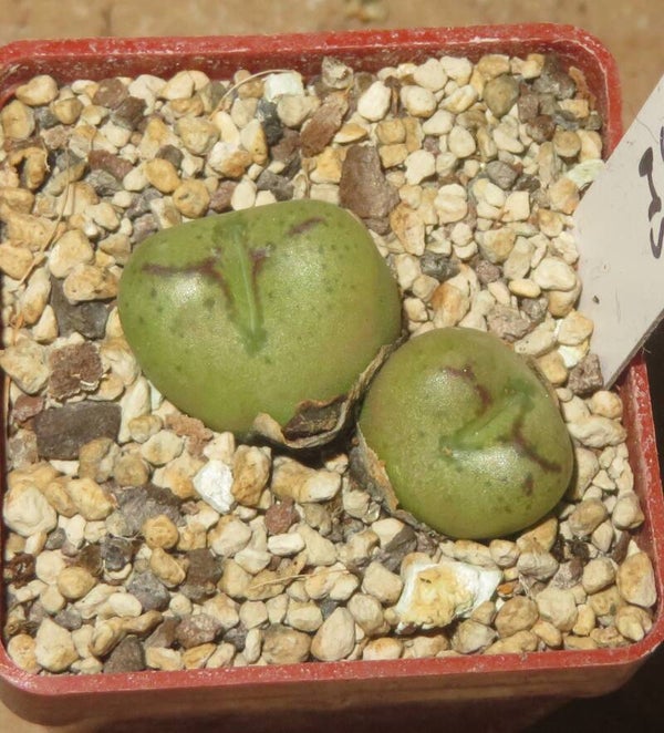 Conophytum maughanii X C. minimum - Sämling