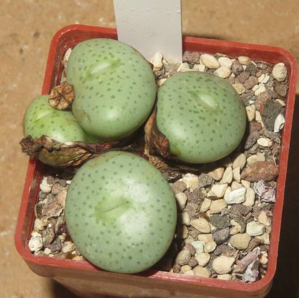Conophytum flavum Swartkopf Mine H18