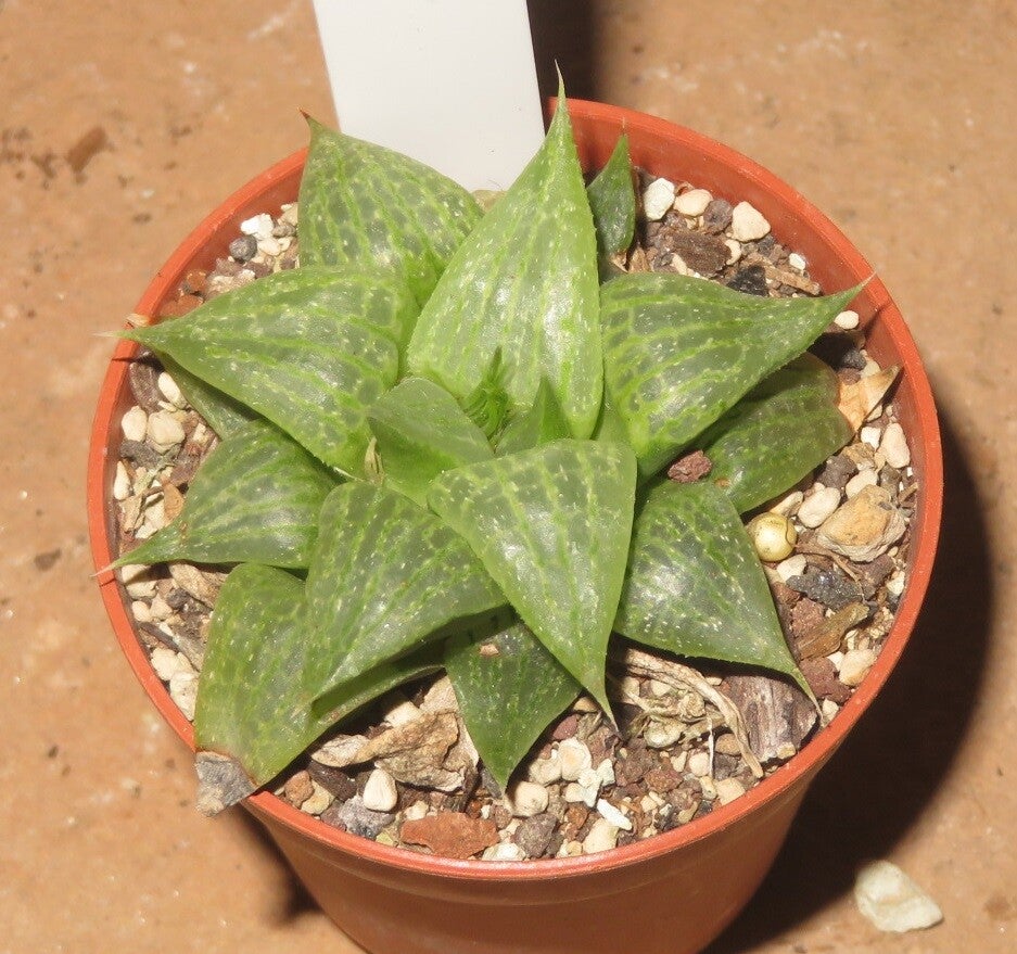 Haworthia comptoniana