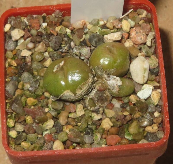 Conophytum angelicae ssp. tetragonum