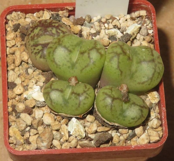Conophytum maughanii X C. minimum aus Samen gezogen