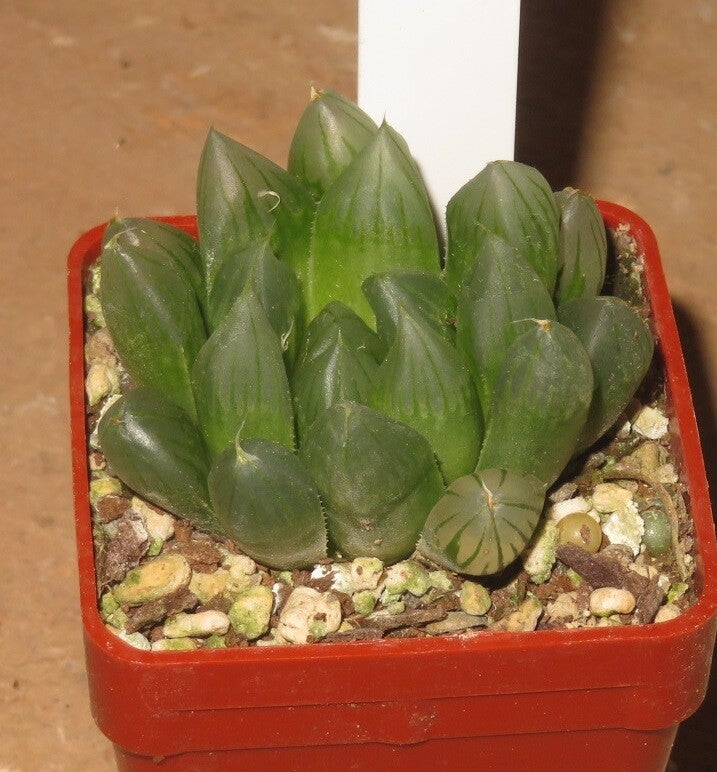 Haworthia cooperi cv Yamada Black