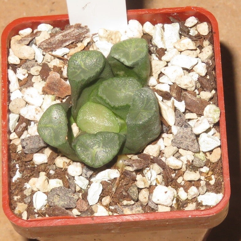 Haworthia maughanii