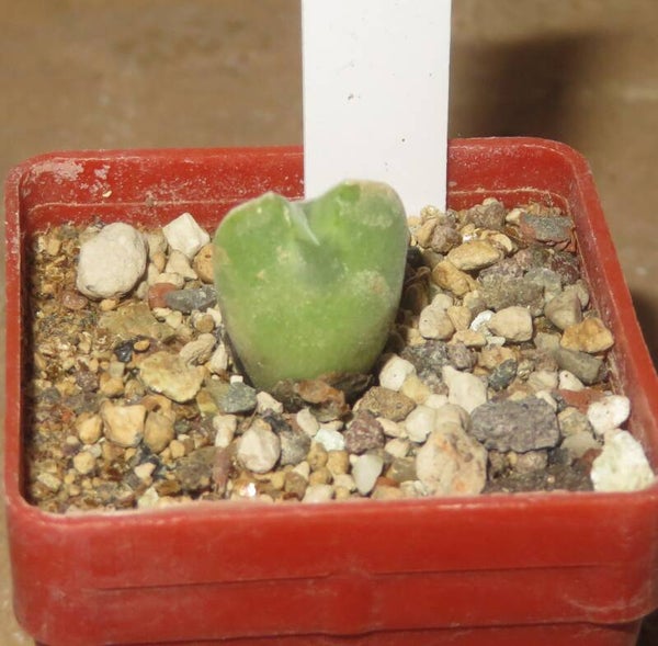 Conophytum Regale Ratelskloof SB793