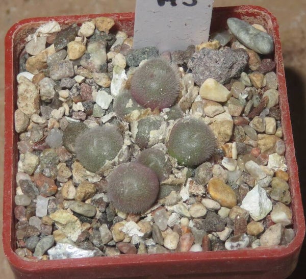 Conophytum stephanii PVB3265