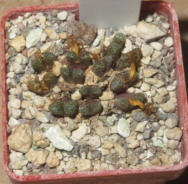 Conophytum reconditum ARM1268