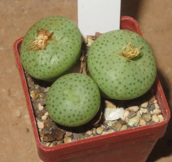 Conophytum truncatum var. peersii