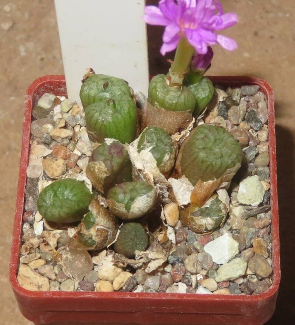 Conophytum ectypum
