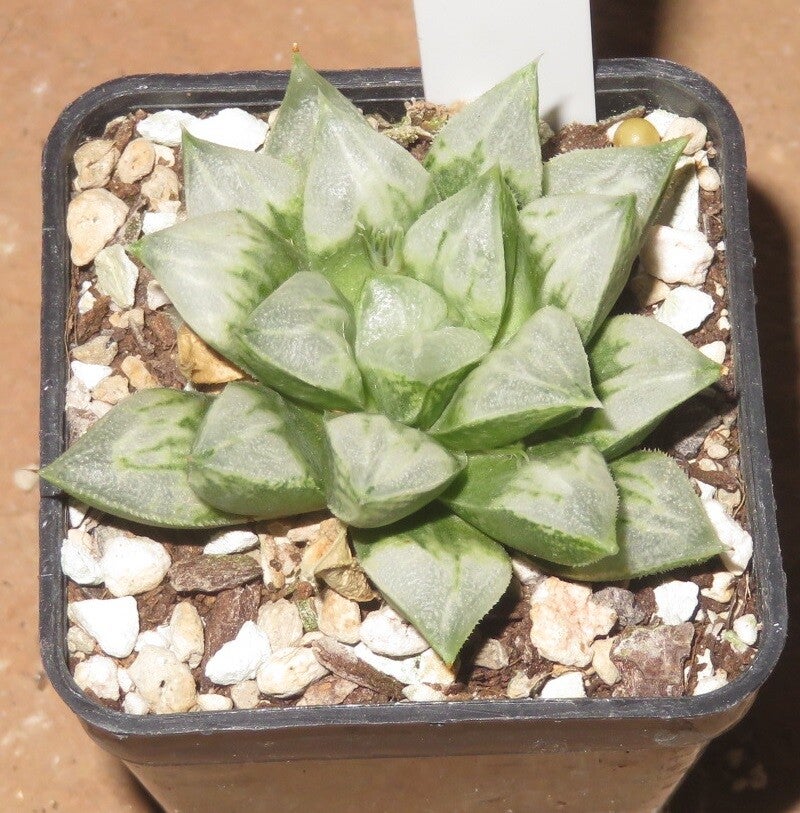 Haworthia cv Love Heart