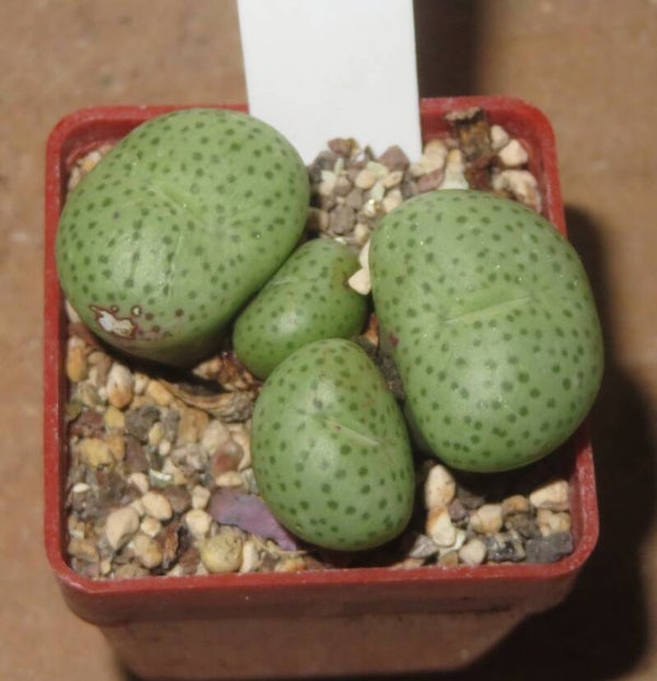 Conophytum truncatum var. peersii