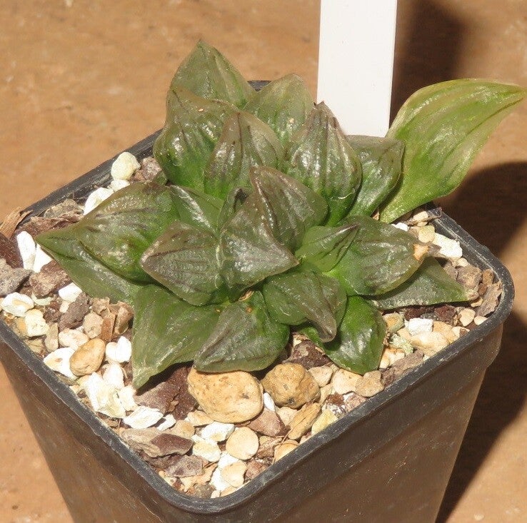 Haworthia magnifica v. Atrofusca mutant Watermelon